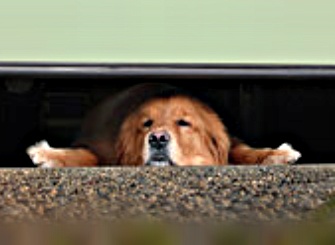 Pet, Dog in Garage Door - Garage Door Safety
