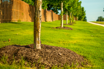 Summer Home Maintenance Checklist - Mushing your greens