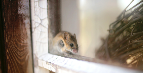 Mouse in Garage Door without Seal