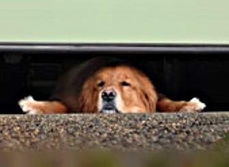 pet in garage door